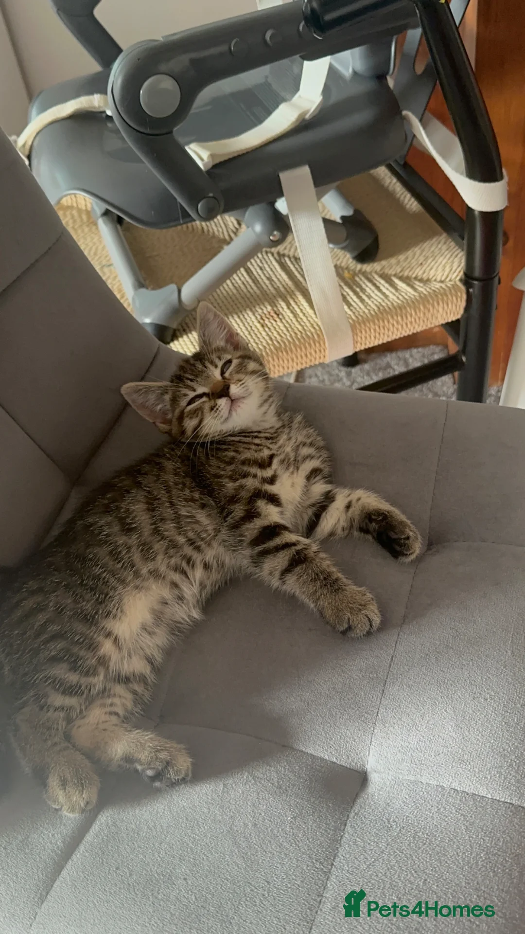 Domestic Shorthair cats for sale: Kittens for sale  - Advert 2