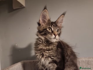 Maine Coon cats TICA REG. Amazing kittens - Advert 6