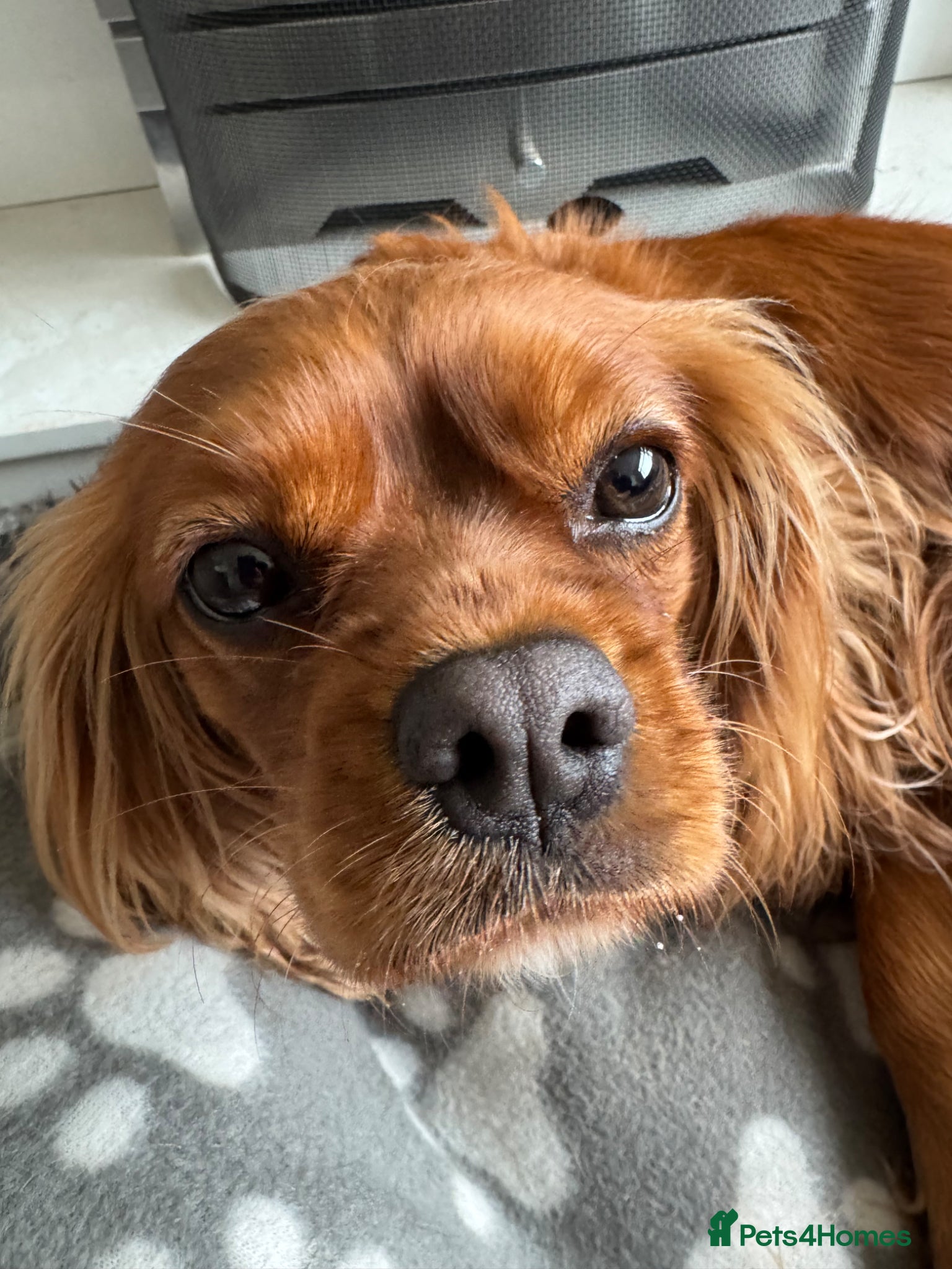 Cavalier King Charles Spaniel dogs 2 Year Old Cavalier King Charles Spaniel - Advert 3