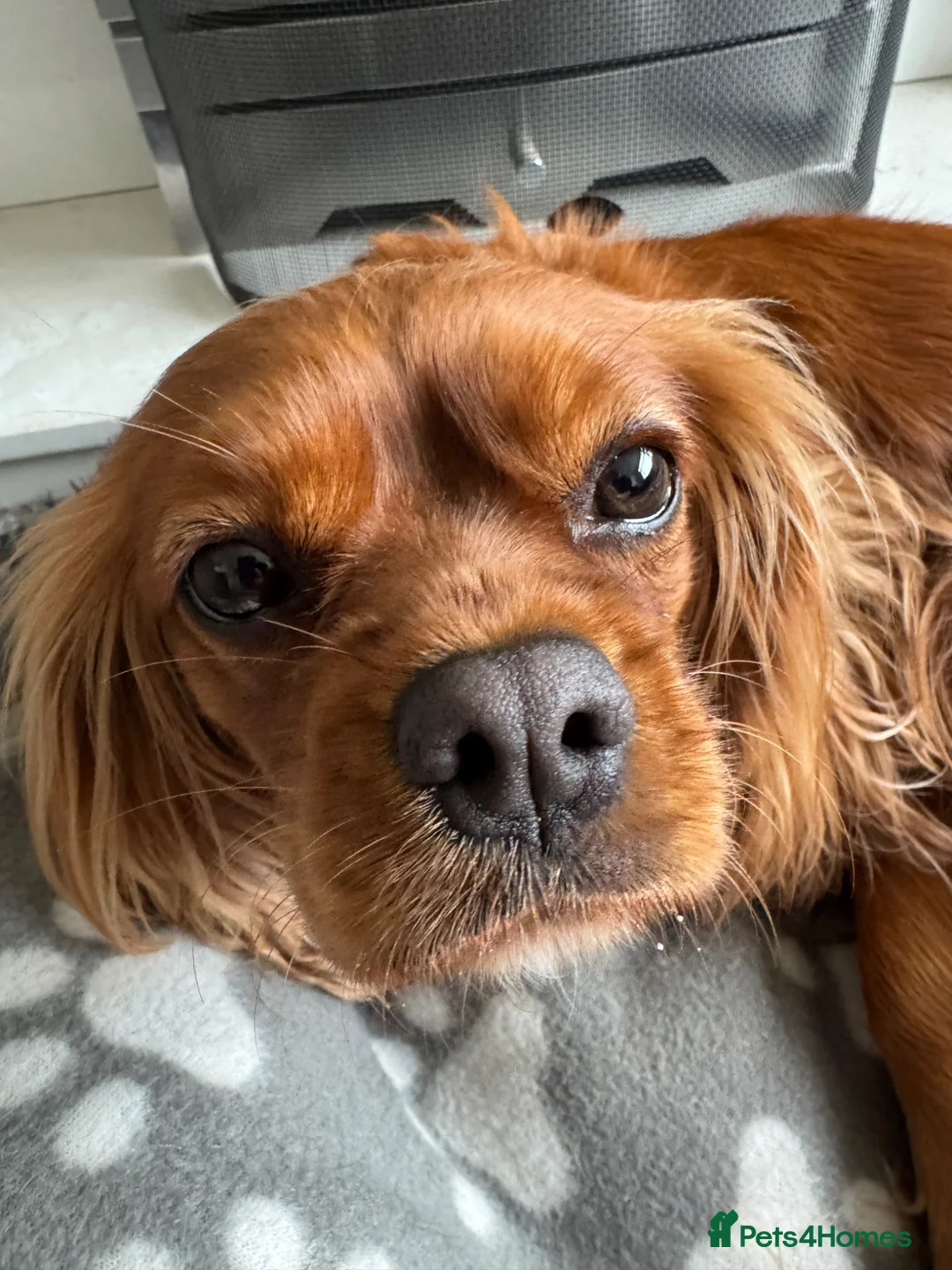Cavalier King Charles Spaniel dogs for sale: 2 Year Old Cavalier King Charles Spaniel in Leigh - Advert 1