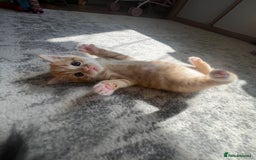 Domestic Shorthair cats for sale: Ginger kittens for sale - Image 3