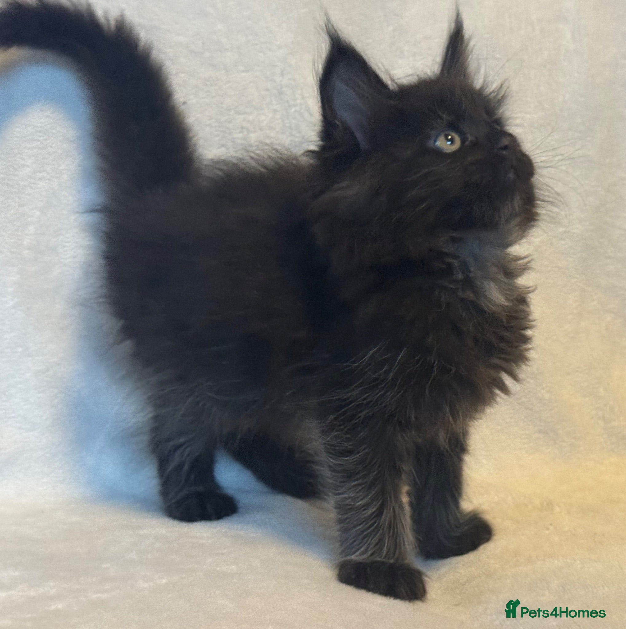 Maine Coon cats Stunning TICA Maine Coon Kittens active possible  - Advert 1