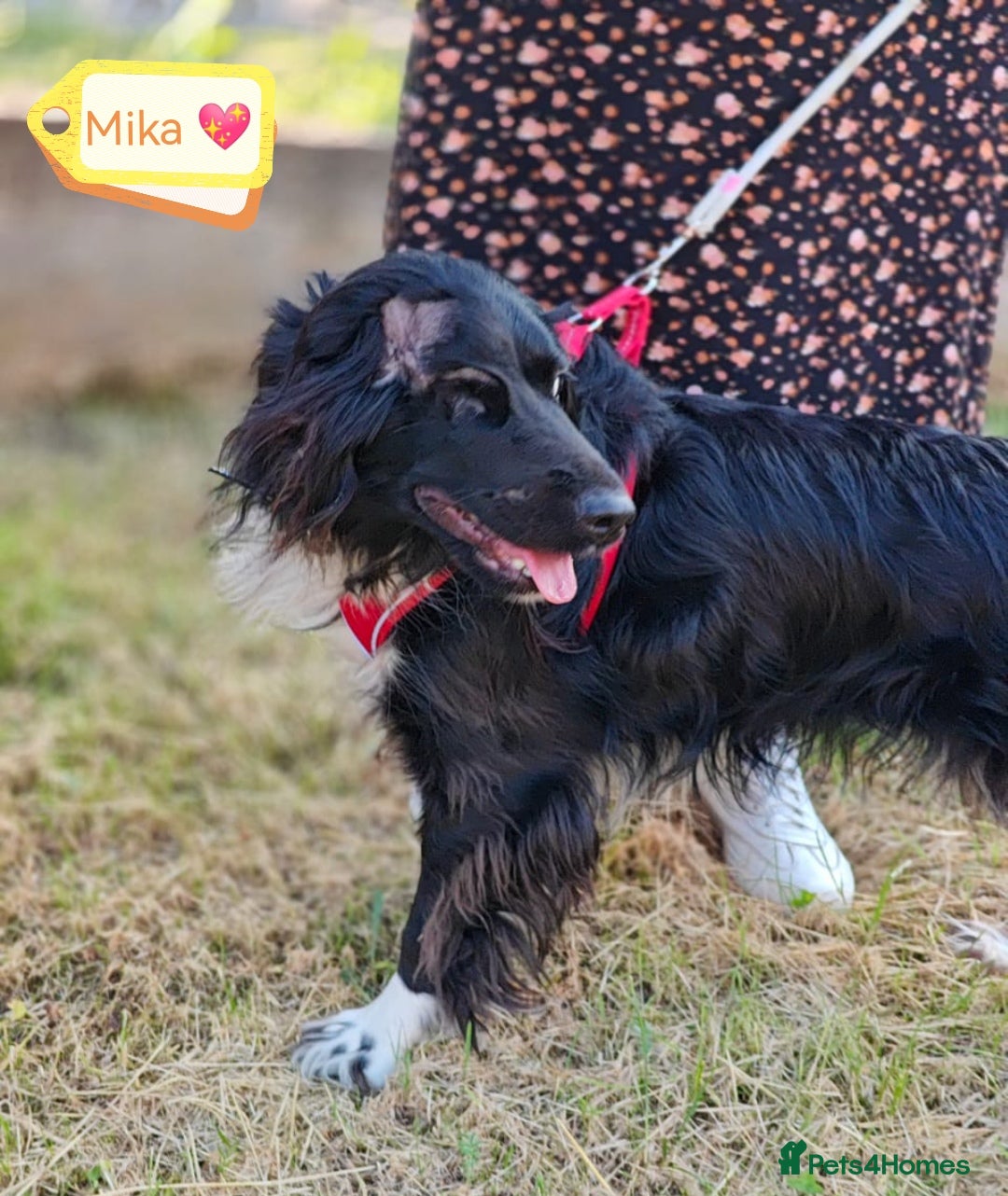 Cocker Spaniel dogs for adoption: 💖🐶 MIKA 🐶💖 - Image 3