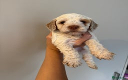 Cockapoo dogs for sale: Merle, Tri& Chocolate f2 Cockapoos (8boys 3girls!) - Image 15