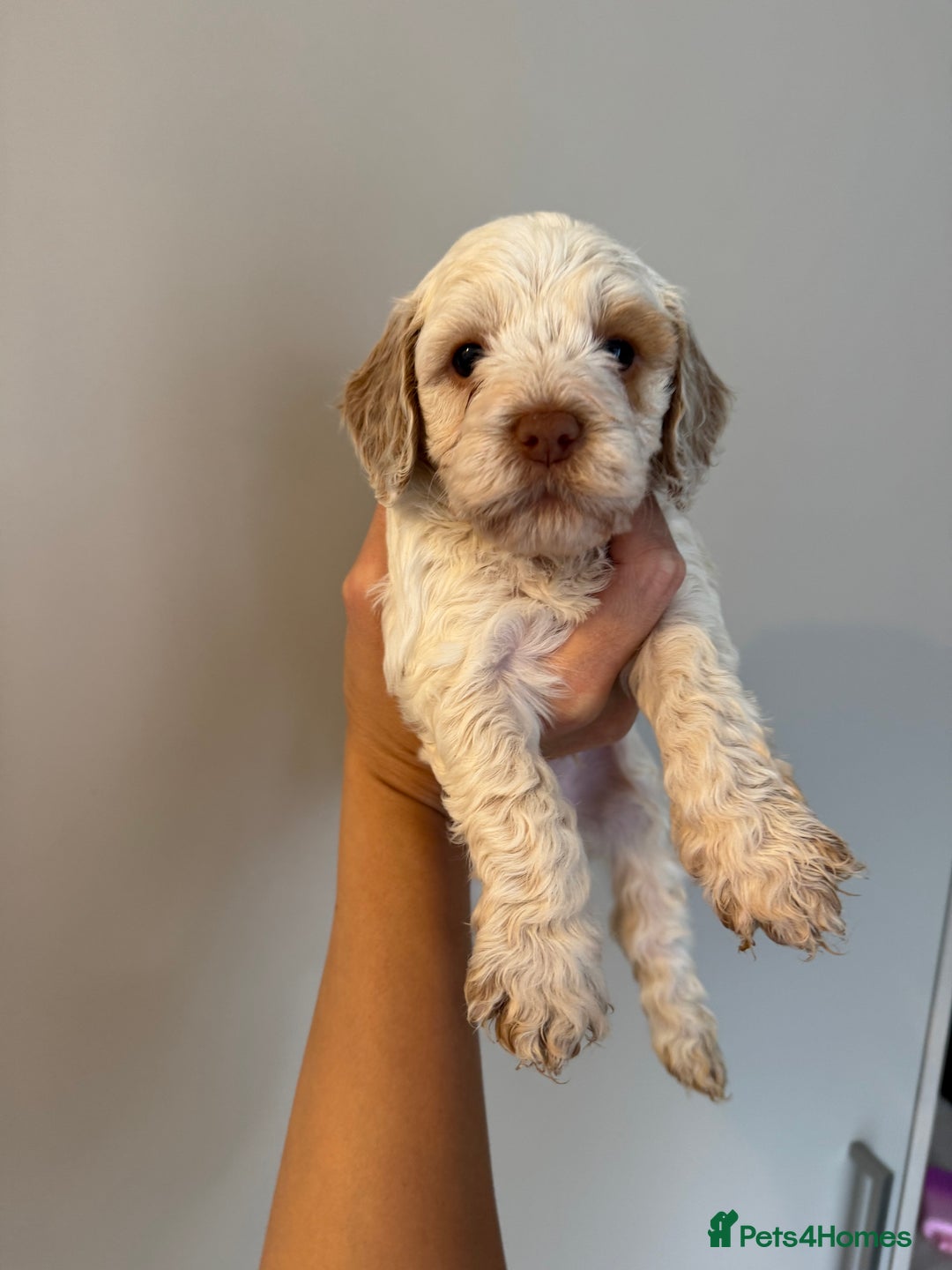 Cockapoo dogs for sale: Merle, Tri& Chocolate f2 Cockapoos (8boys 3girls!) - Image 15