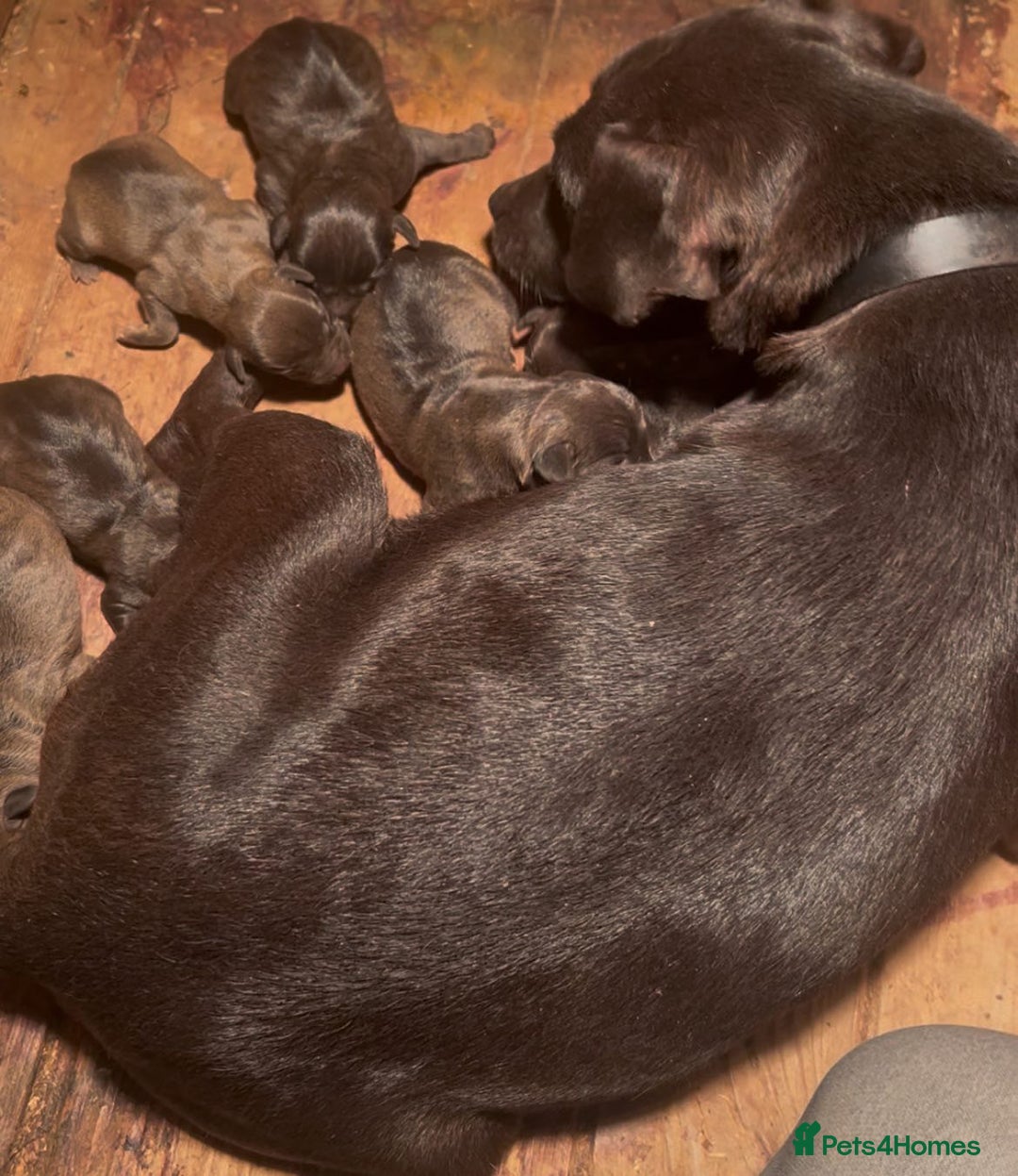 Patterdale Terrier dogs for sale: Female patterdale pup - Image 5