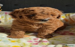 Labradoodle dogs for sale: Mini Red Labradoodle 🧬 clear  - Image 8