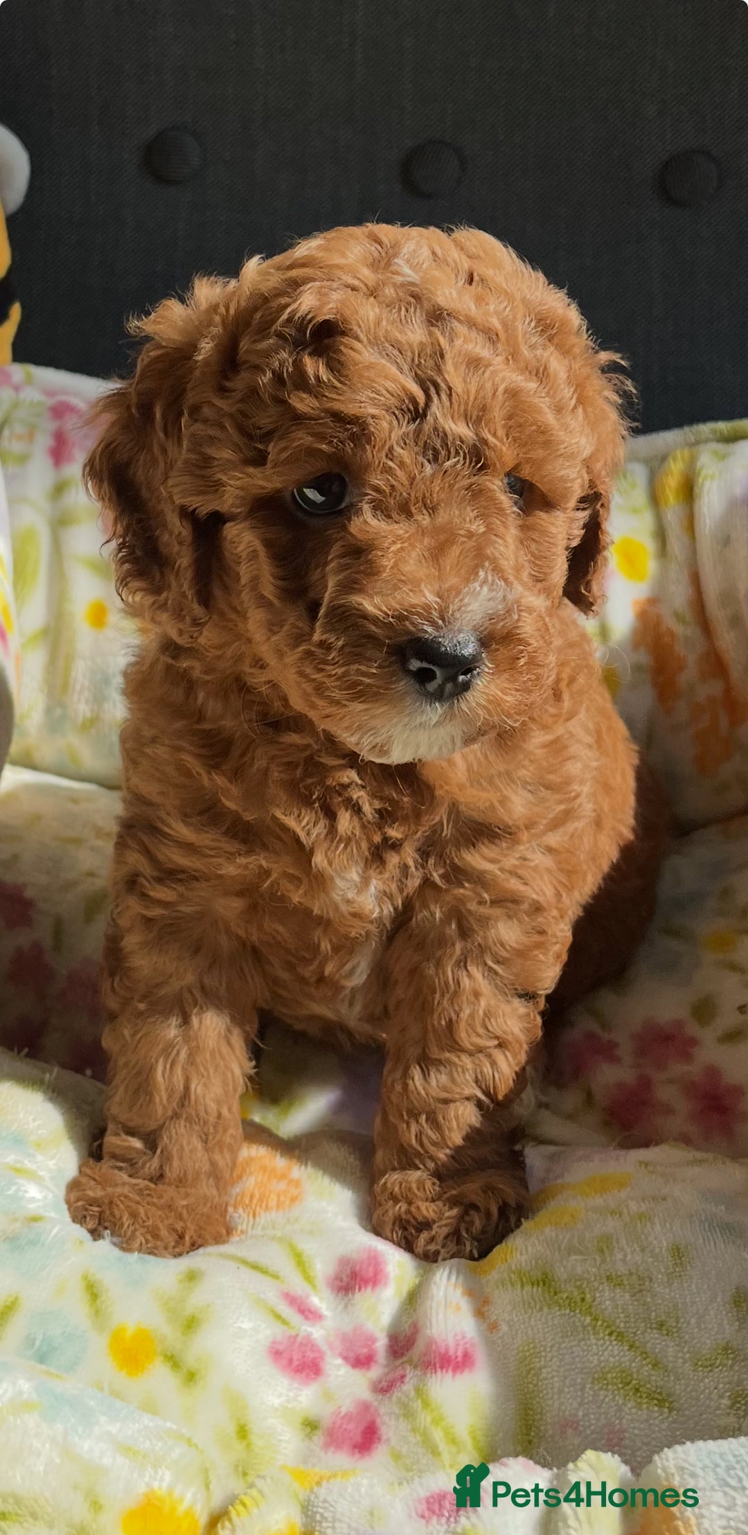Labradoodle dogs for sale: Mini Red Labradoodle 🧬 clear  - Image 8