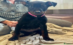 Mixed Breed dogs for sale: Laizhou Hong - Chinese Red Dog puppies - Image 23