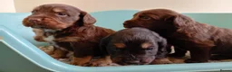 Cockapoo dogs for sale: P,r,a tested clear cockapoo F1 - Advert 21