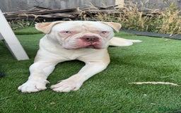 Alapaha Blue Blood Bulldog dogs for sale: Alpha bull dog  - Image 3