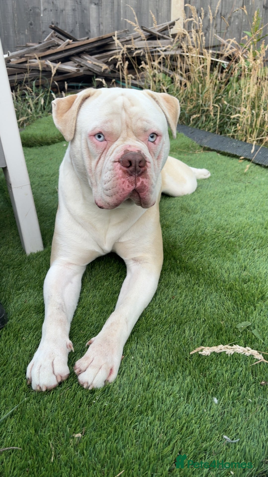 Alapaha Blue Blood Bulldog dogs for sale: Alpha bull dog  - Image 3
