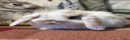 Mini Lop rabbits for sale: Gorgeous mini lop & lion lop babies (vaccinated)  - Advert 9
