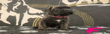 Cane Corso Puppy 4