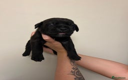Cane Corso dogs for sale: Cane corso puppies  - Image 15