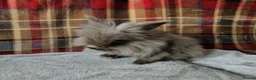 Lionhead rabbits for sale: Beautiful double mane lionhead  - Advert 2