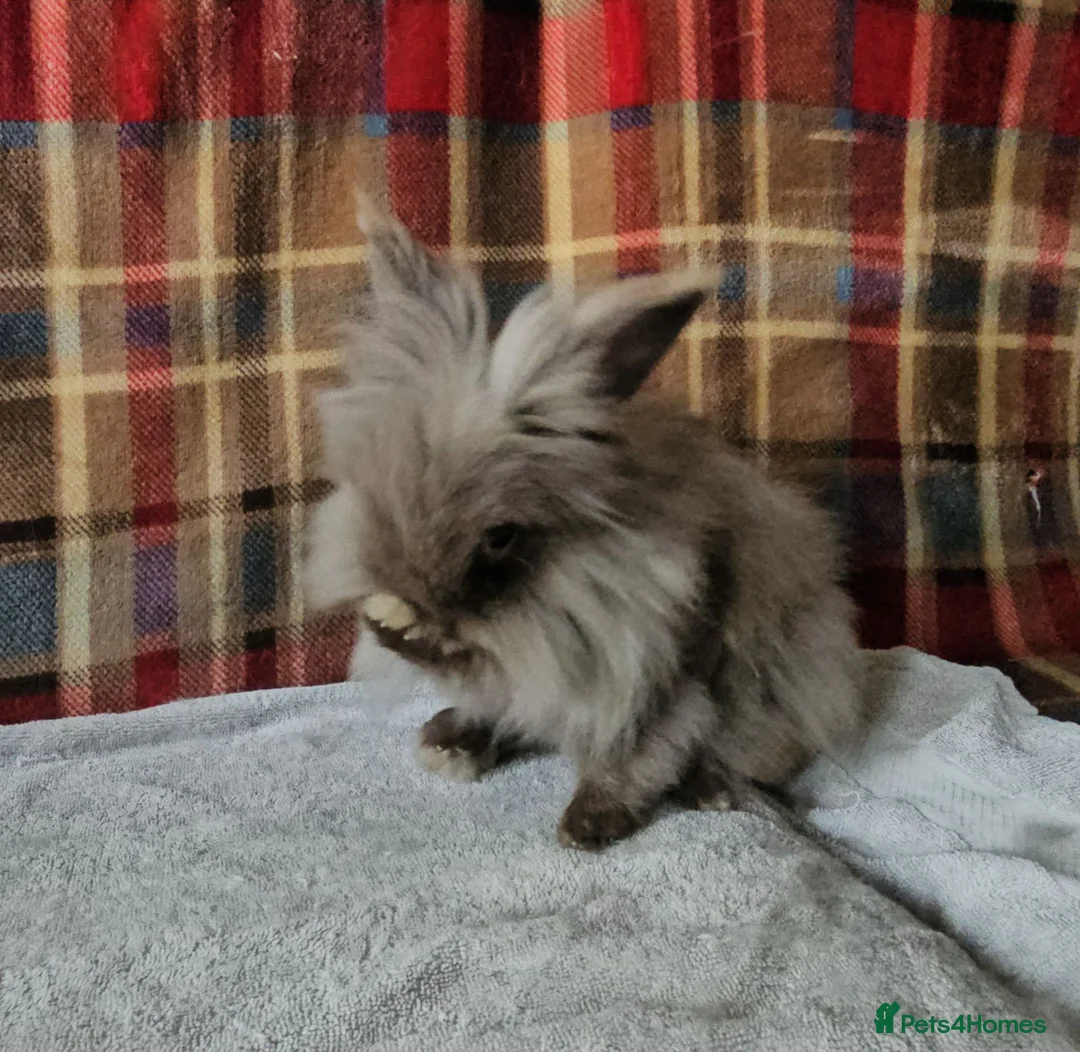 Lionhead rabbits for sale: Beautiful double mane lionhead  - Advert 2