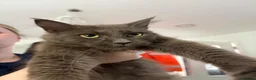 Maine Coon cats for sale: Female Maine coon kittens in Belfast - Advert 9