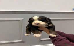 Bernese Mountain Dog dogs for sale: Beautiful Bernese Mountain Dog Puppies for Sale 🐾 - Image 11