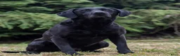 Labrador Retriever dogs for stud: Black Labrador Stud in Dunkeld - Advert 5