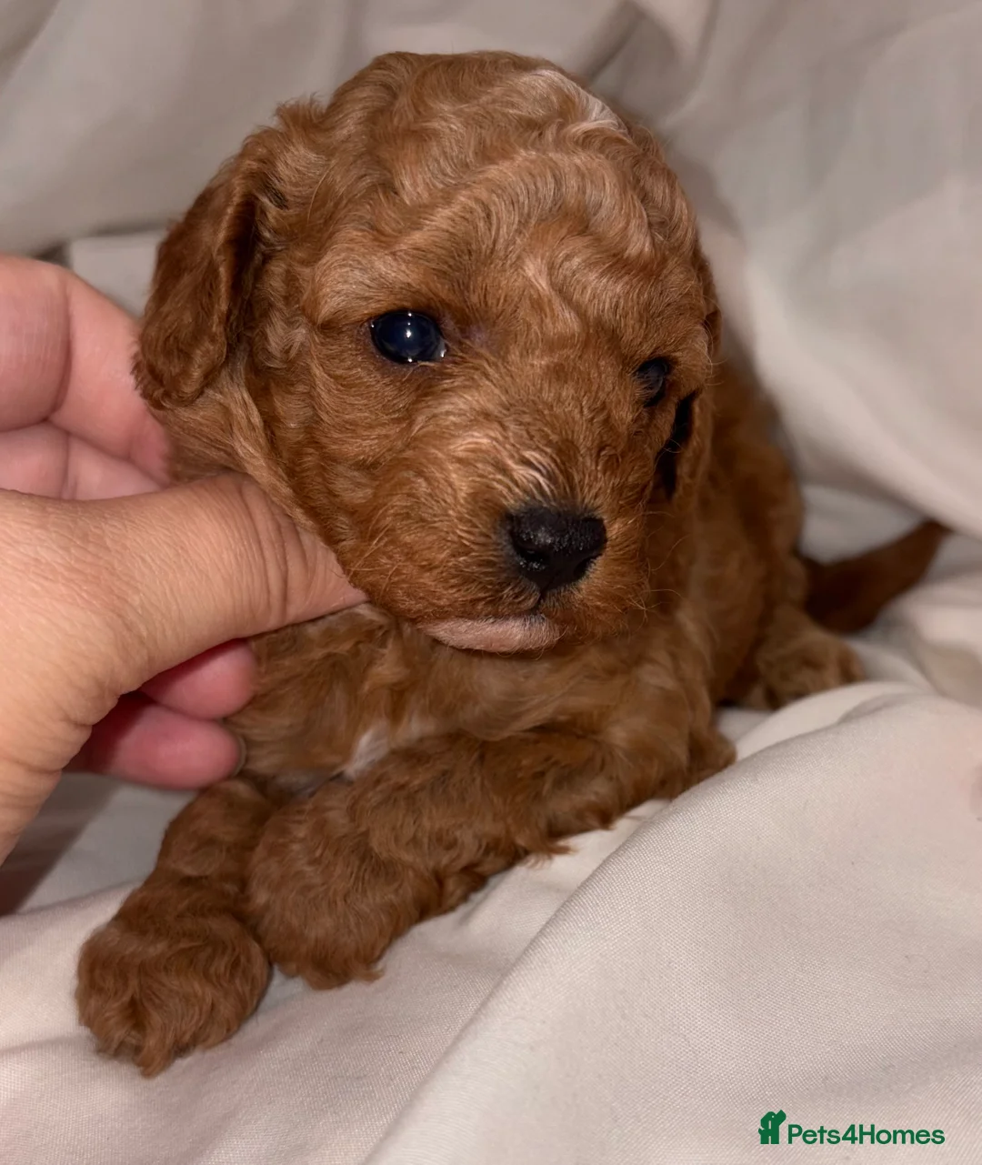 Cavapoo dogs for sale: Extensively DNA health tested and trained girl   - Advert 34