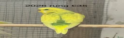 Budgerigars birds for sale: Budgies  - Advert 2