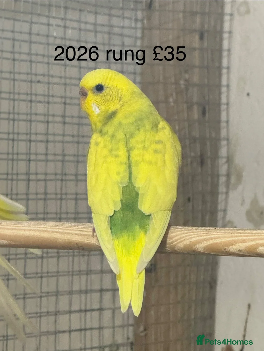 Budgerigars birds for sale: Budgies  - Advert 2