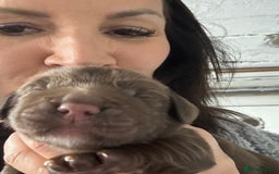 Sprocker dogs for sale: 3 Gorgeous brown sprokers boy puppies  - Image 9