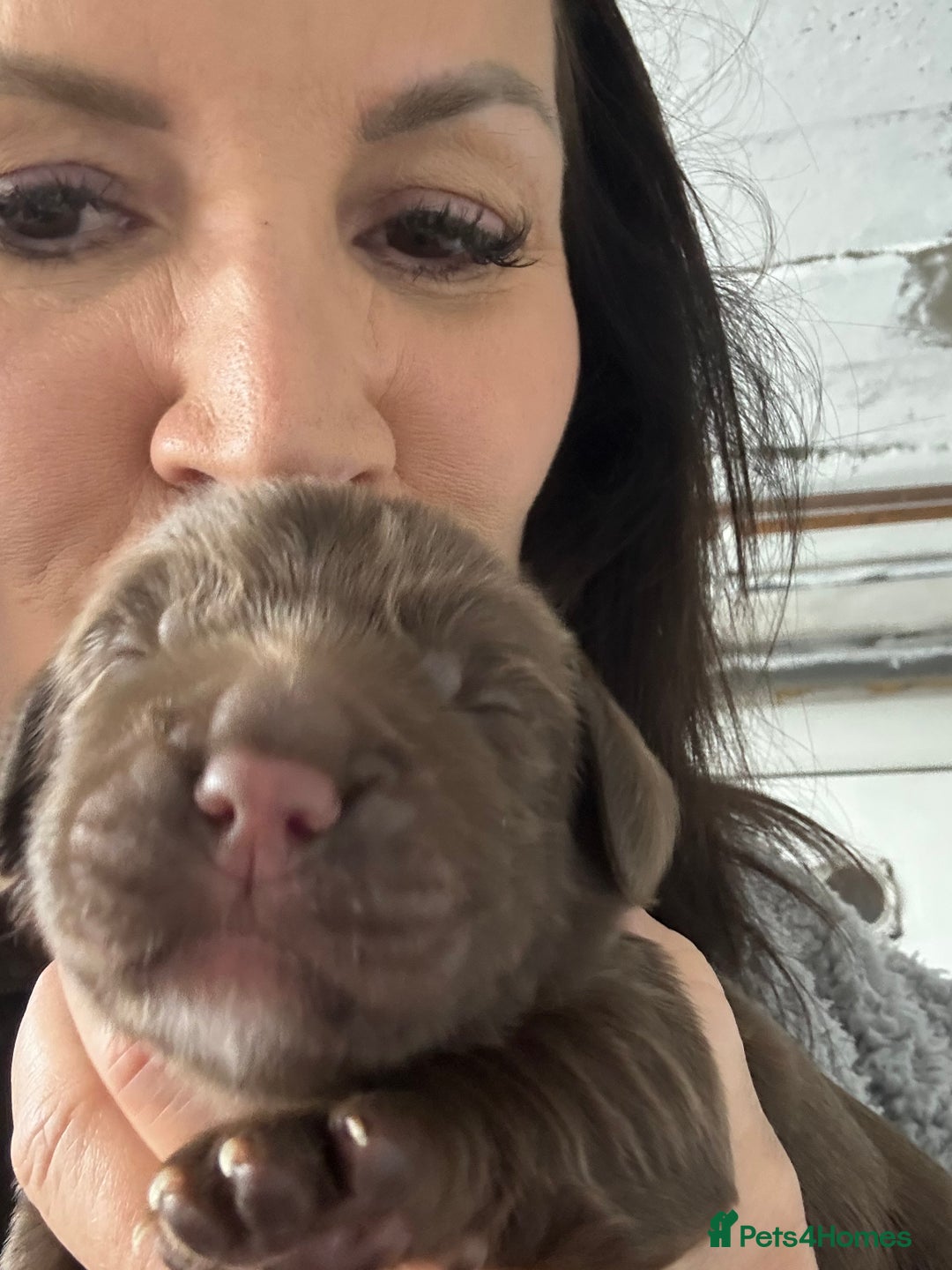 Sprocker dogs for sale: 3 Gorgeous brown sprokers boy puppies  - Image 9