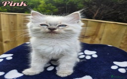 Ragdoll cats for sale: 🤍 STUNNING GCCF REGISTERED RAGDOLL KITTENS 🤍🤍 - Image 13