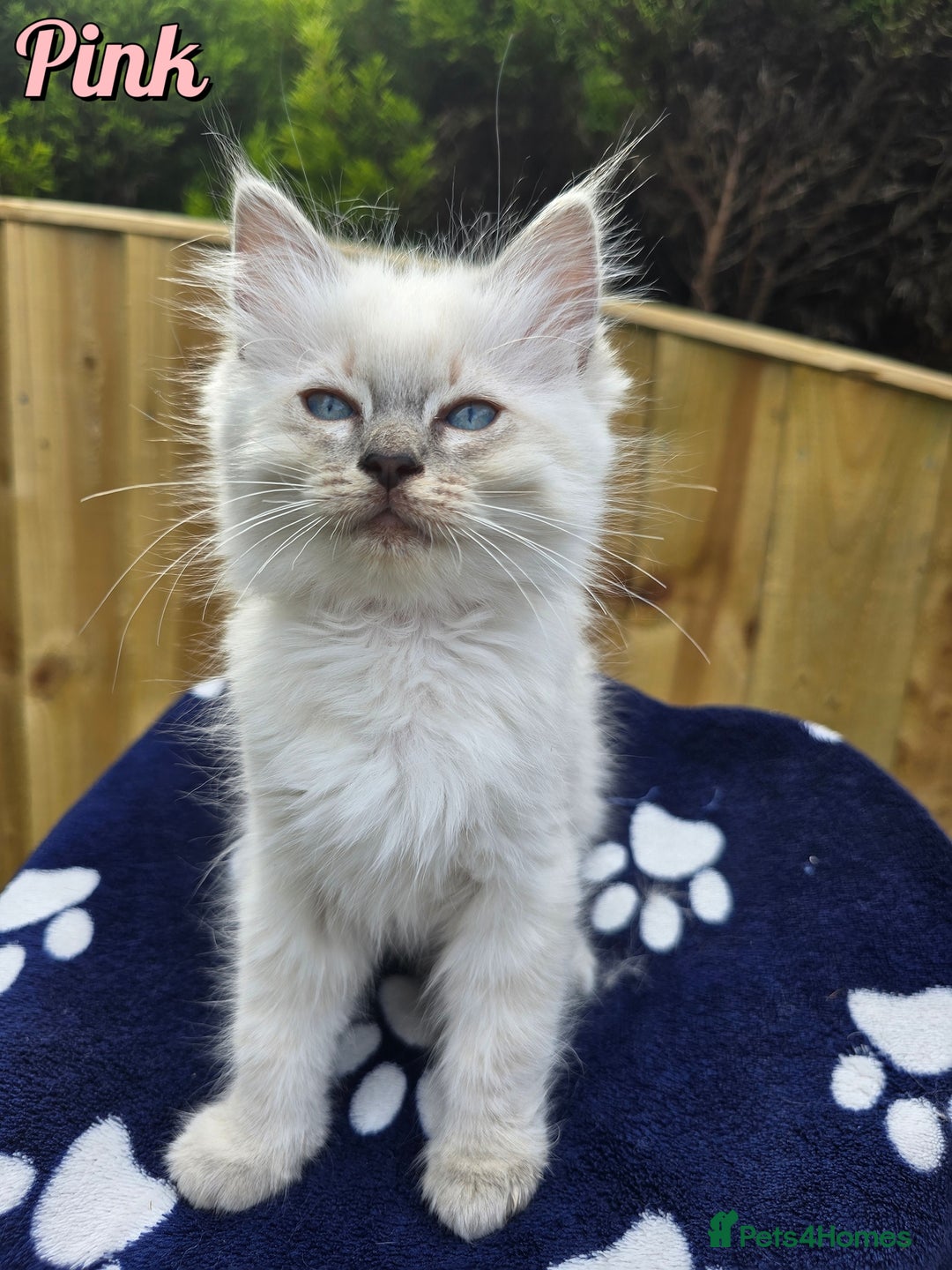 Ragdoll cats for sale: 🤍 STUNNING GCCF REGISTERED RAGDOLL KITTENS 🤍🤍 - Image 13