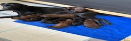 Labrador Retriever dogs for sale: Labrador puppies for sale   - Advert 1