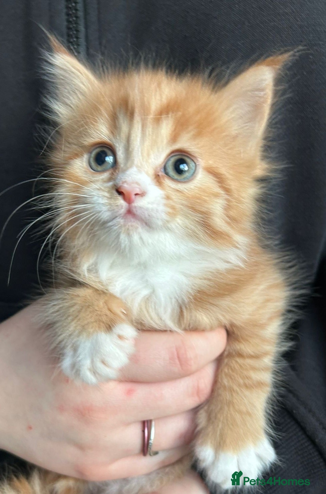 Mixed Breed cats 3 beautiful kittens Ready for their new homes - Advert 13