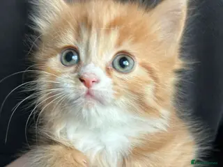 Mixed Breed cats 3 beautiful kittens Ready for their new homes - Advert 13