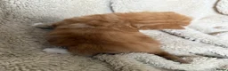 Mixed Breed cats for sale: 5 playful kittens for sale  in Chelmsford - Advert 17
