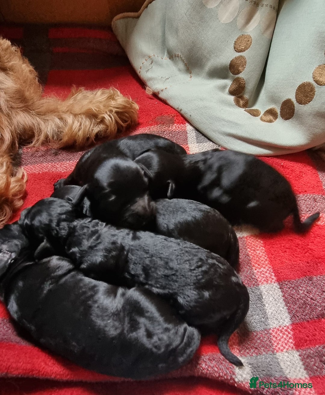 Cockapoo dogs for sale: SEAL COTE... Mini Cockapoo  - Advert 8