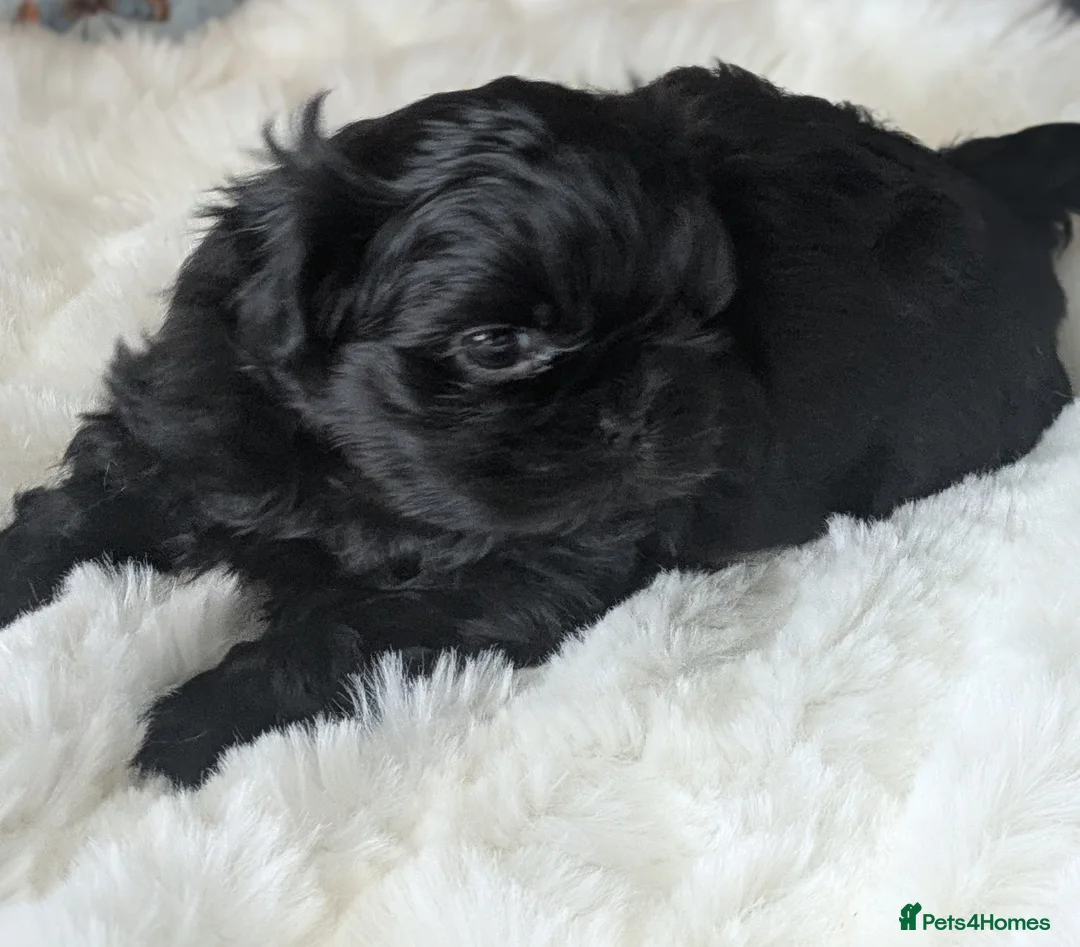 Shih Tzu dogs for sale: 2 beautiful KC imperial shih tzu boys available  - Advert 2