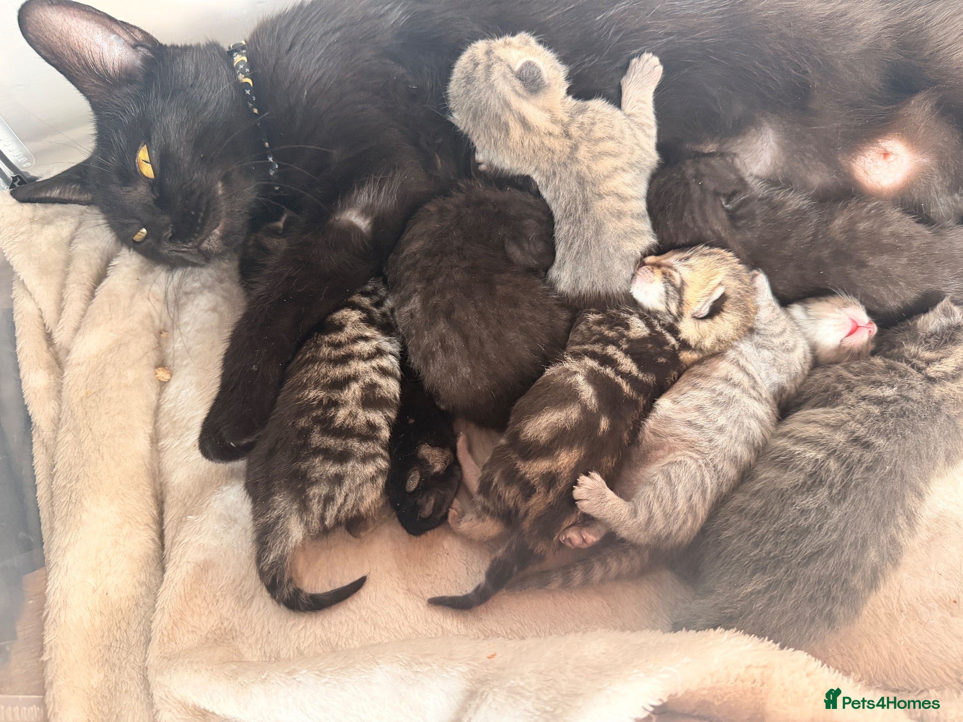 Mixed Breed cats Beautiful British Shorthaired Cross Kittens - Advert 3
