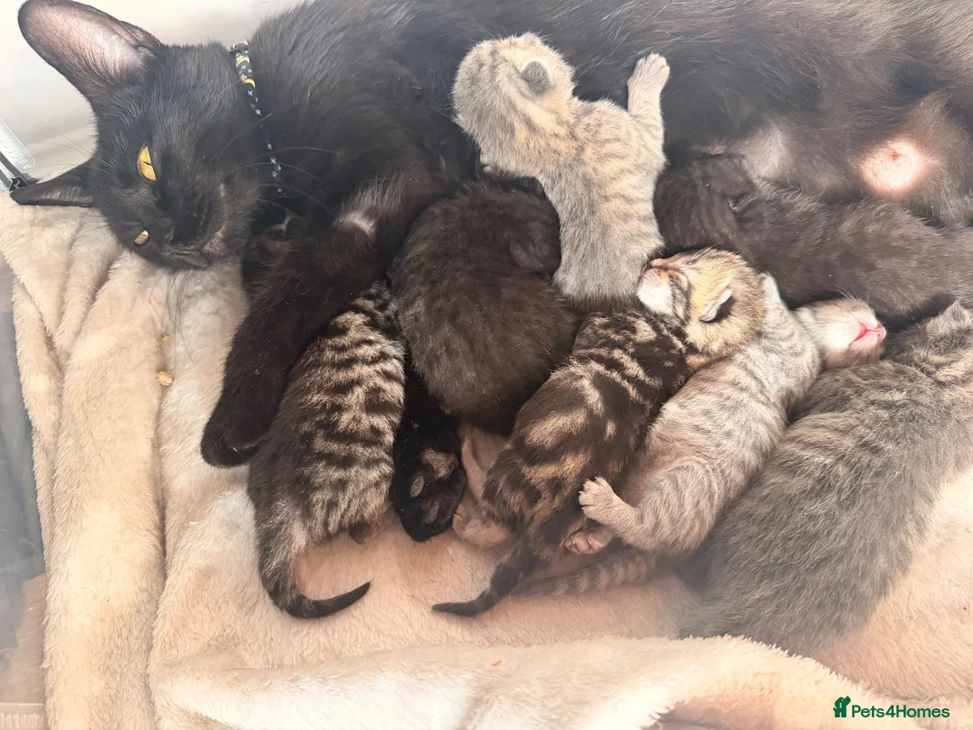 Mixed Breed cats for sale: Beautiful British Shorthaired Cross Kittens - Advert 1