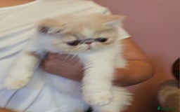 Exotic cats for sale: OUTSTANDING QUALITY EXOTIC KITTENS  - Image 1