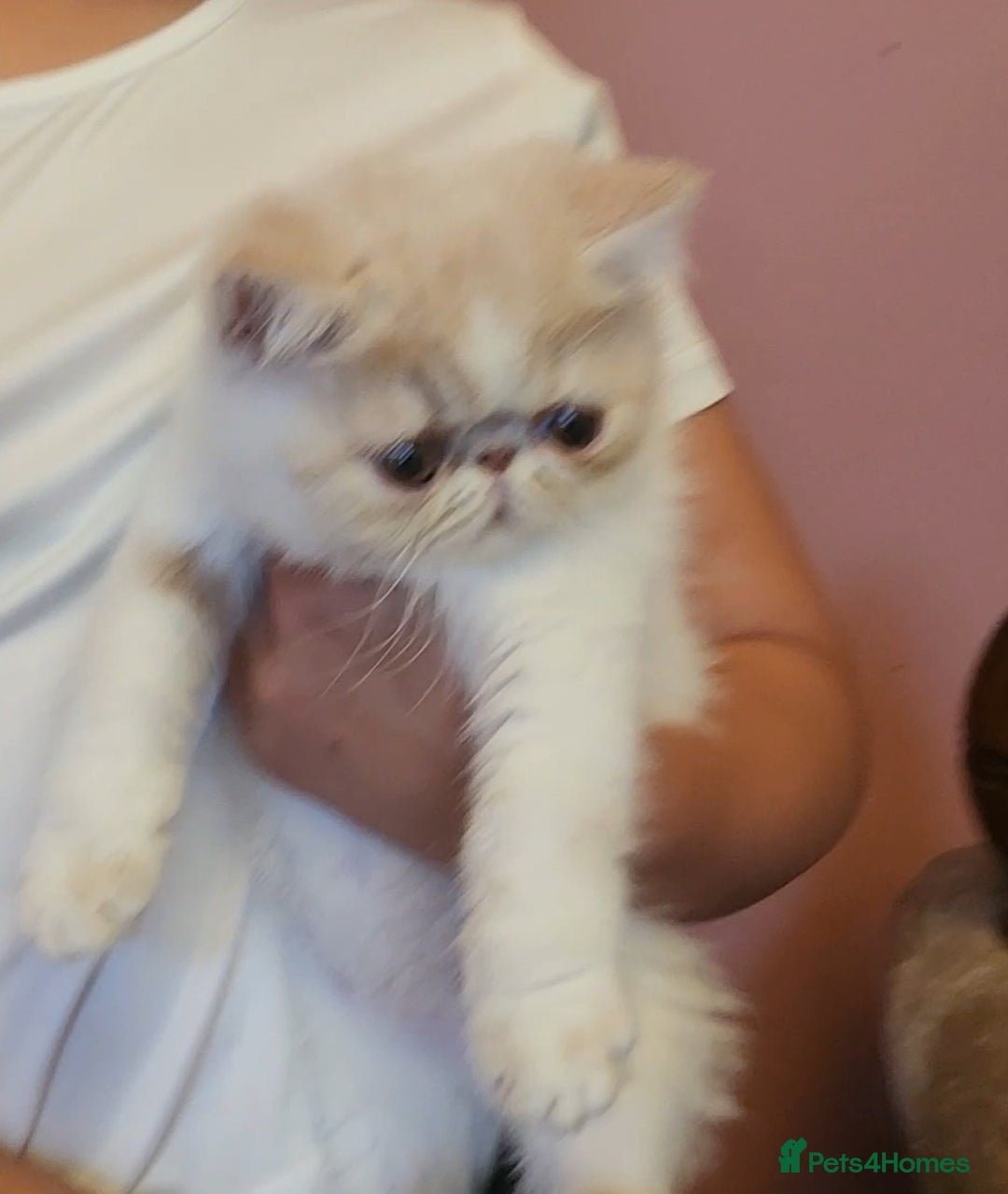 Exotic cats for sale: OUTSTANDING QUALITY EXOTIC KITTENS  - Image 1