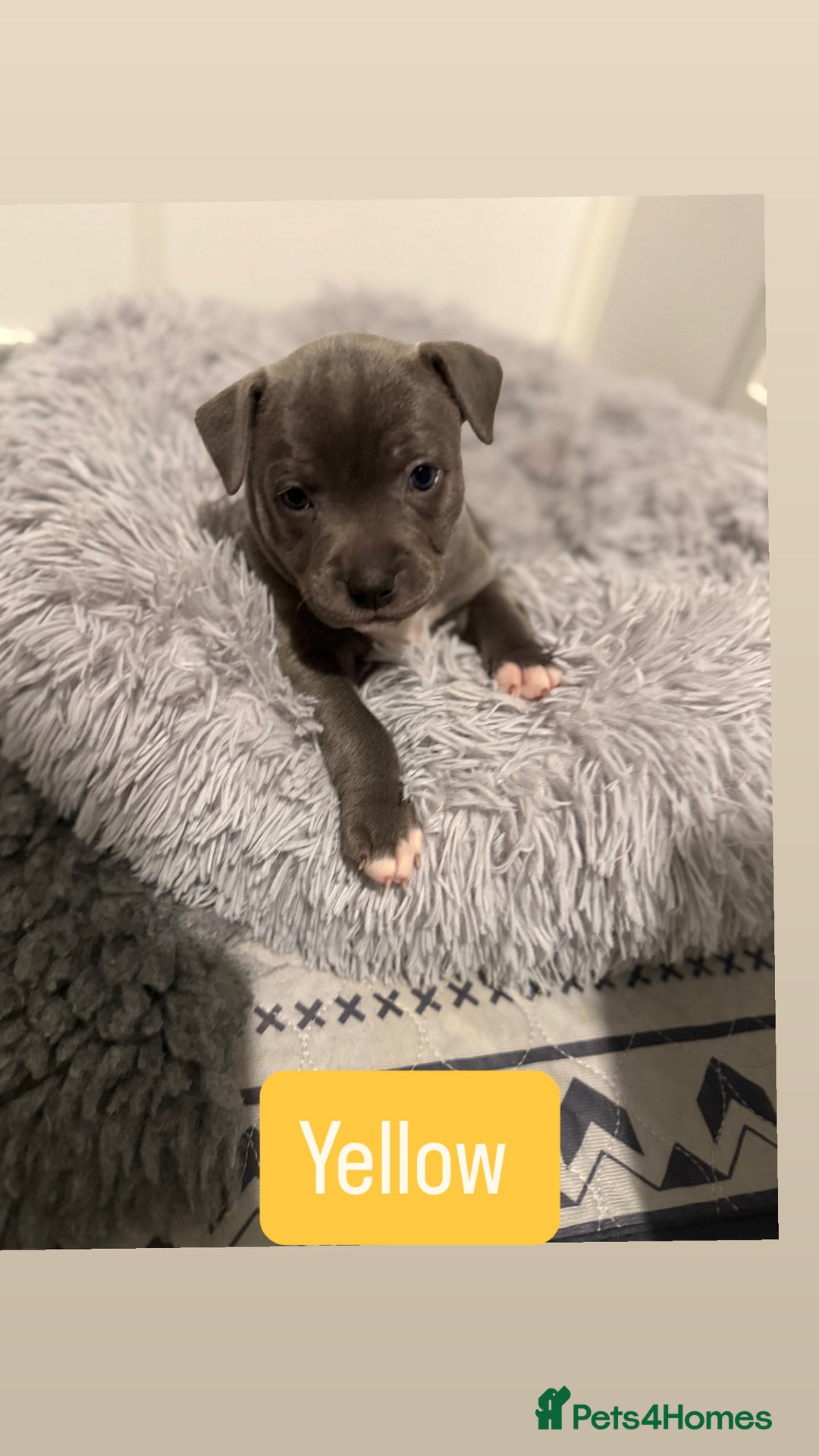Staffordshire Bull Terrier dogs for sale: Stunning Blue Staffordshire Bull Terrier puppies  - Advert 5