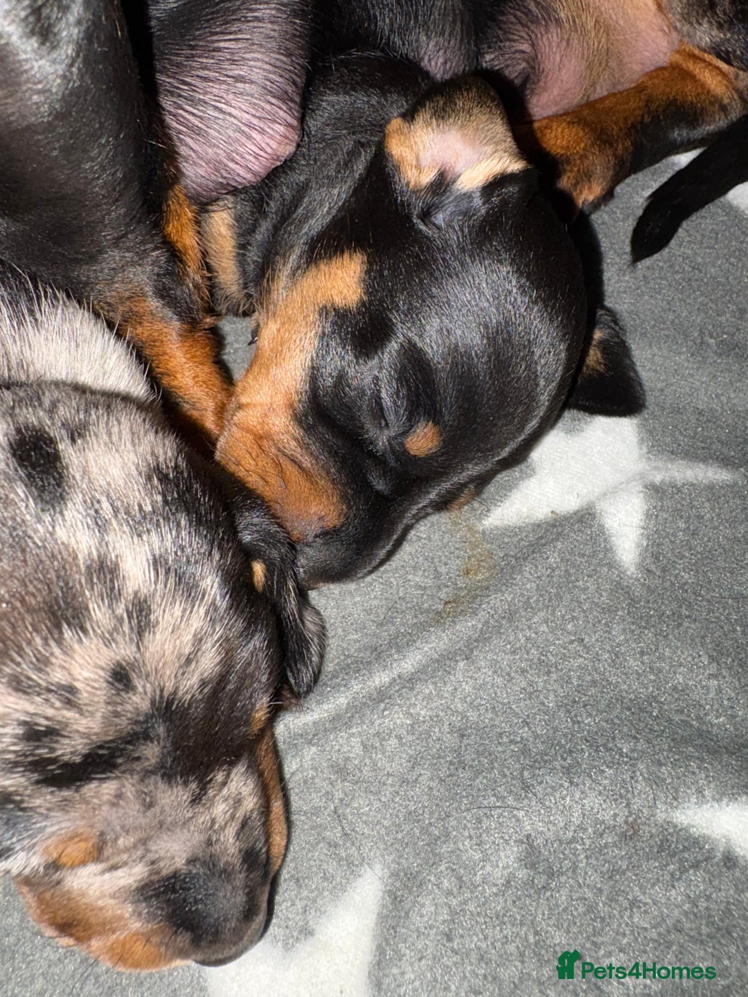 Miniature Dachshund dogs for sale: Venus is a mama to 5! - Image 26