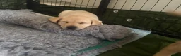 Labrador Retriever dogs for sale: LOVELY BITCH PUPS AVAILABLE  - Advert 10