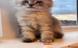 Maine Coon cats for sale: 5 Amazing Maine Coon kittens  - Image 18