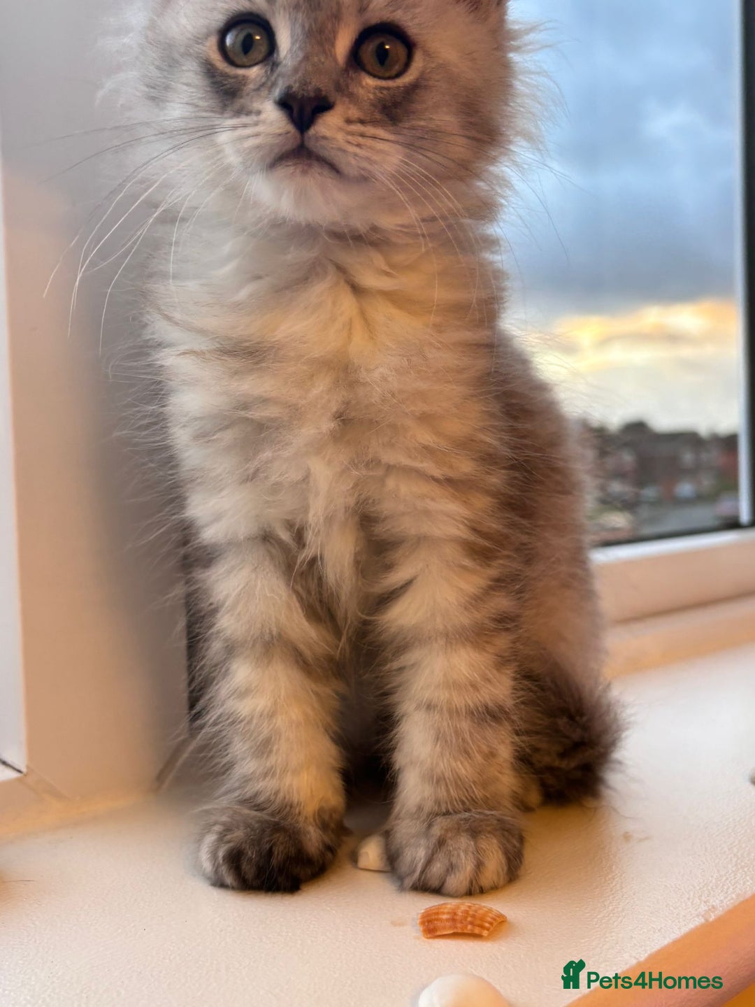 Maine Coon cats for sale: 5 Amazing Maine Coon kittens  - Image 18