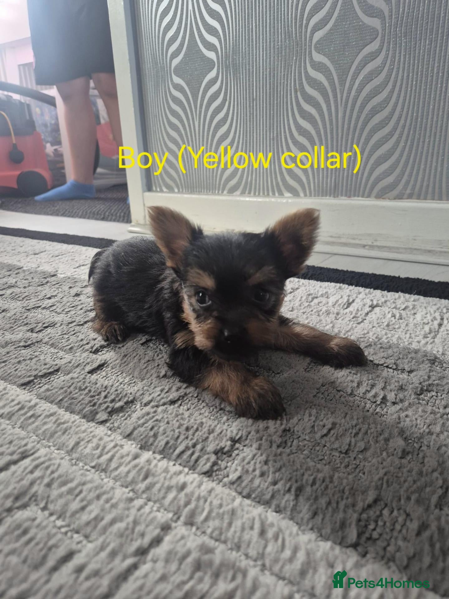 Yorkshire Terrier dogs 💙 Yorkshire Terrier Puppies 💙 Boys left only 💙 - Advert 1