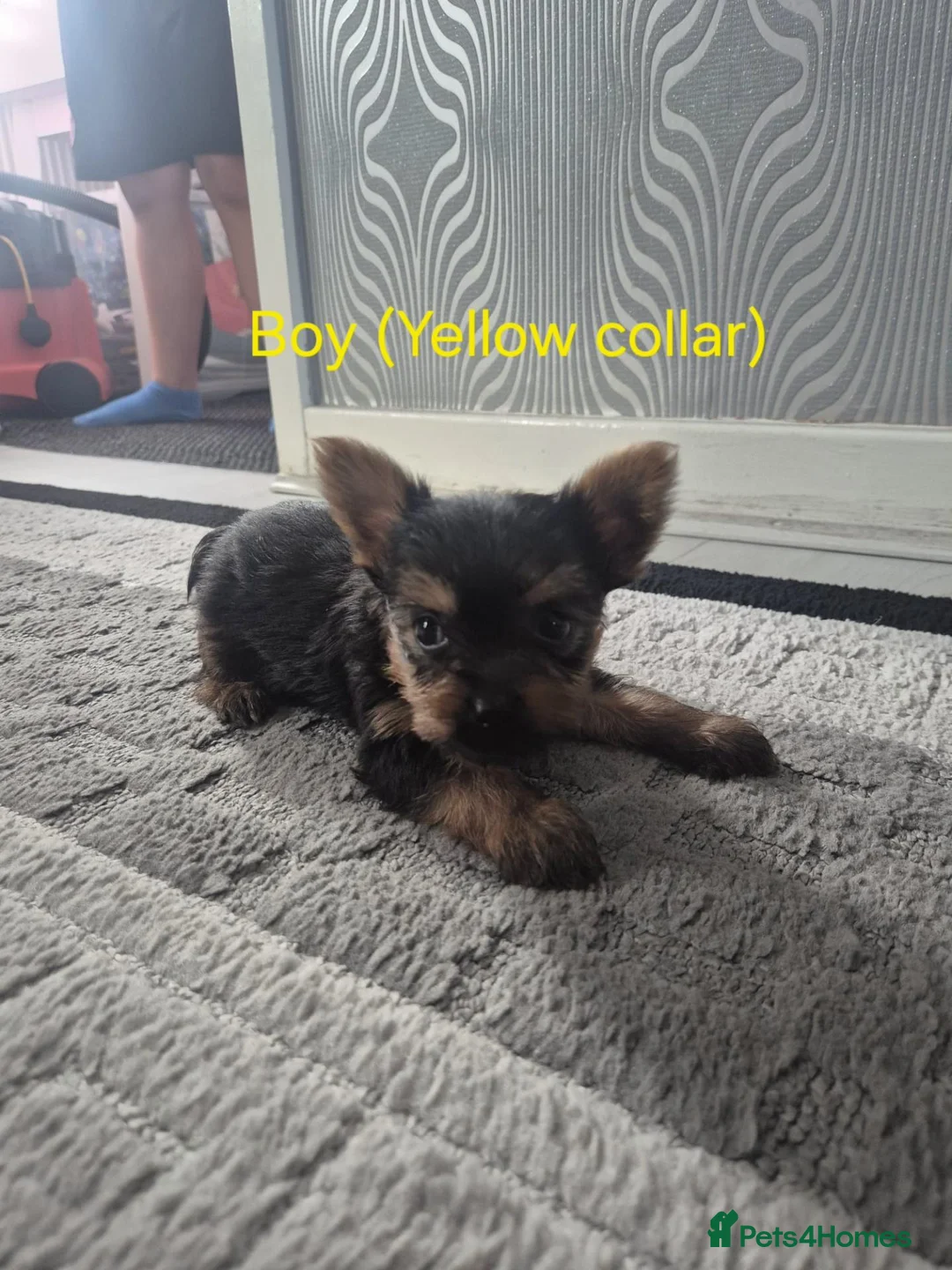 Yorkshire Terrier dogs for sale: 💙 Yorkshire Terrier Puppies 💙 Boys left only 💙 - Advert 1