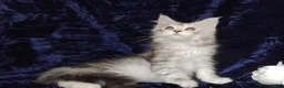 Maine Coon cats for sale: Pure Maine Coons Kittens For Sale - Advert 3