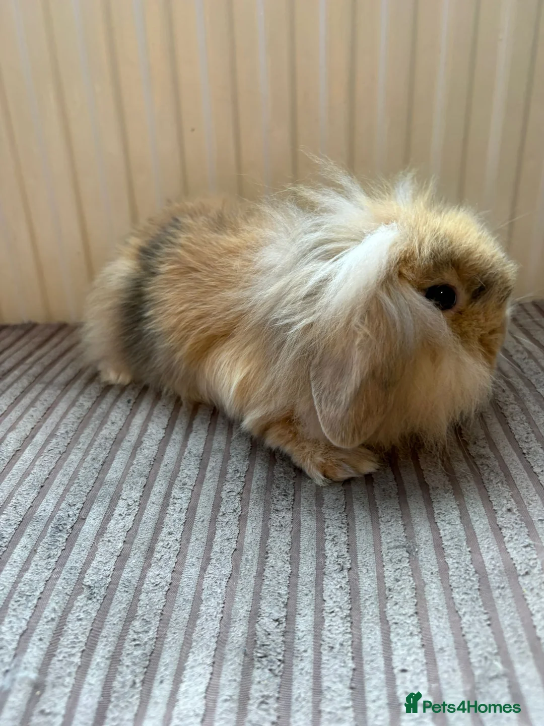 Mini Lion Lop rabbits for sale: Family raised mini lion lops - Advert 4